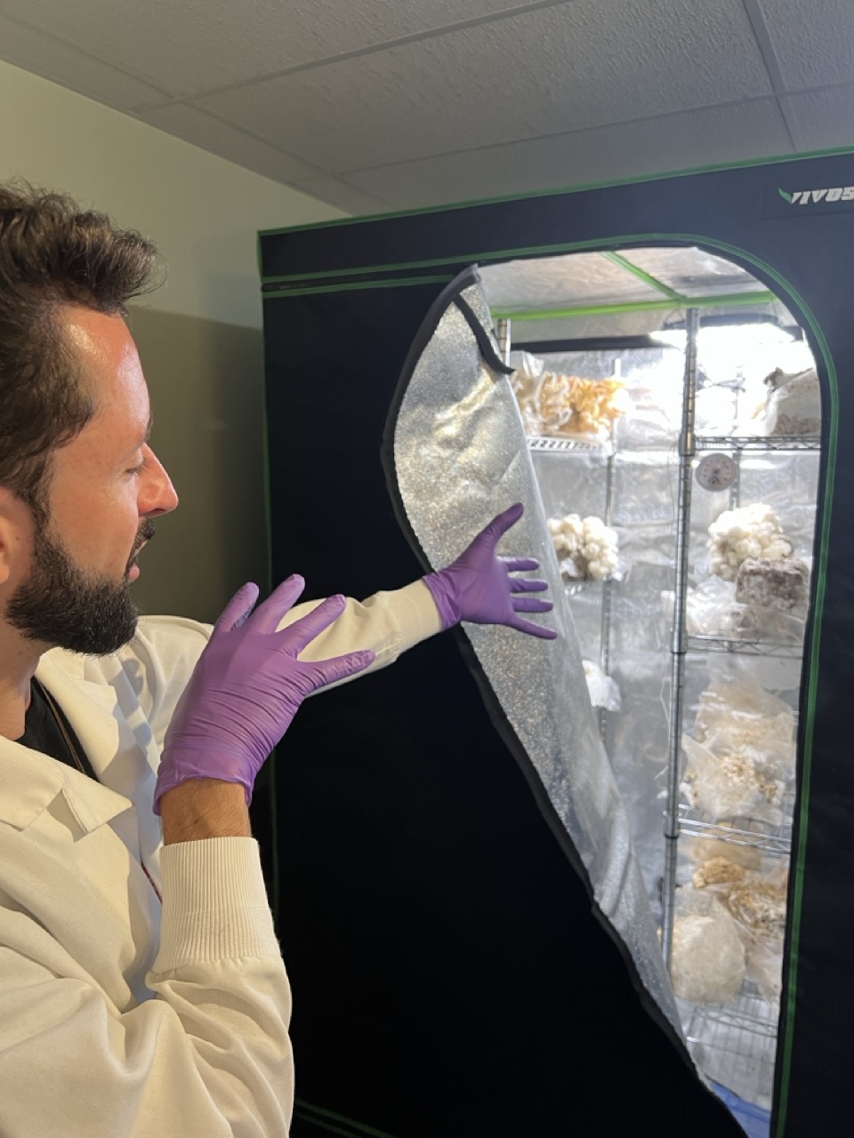 Mushroom fruiting tent with lion's mane growing